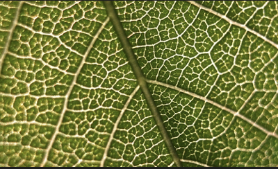 Nature as the Teacher